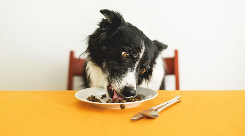 A dog eating kibble off a plate on a yellow table.